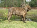 Fila Brasileiro Motivador do Arere